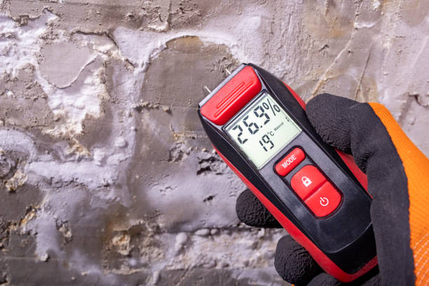 Best Black Mold Removal  in Greenfield, MN
